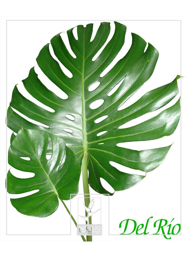 philodendron erde Green Home Aroid Erde